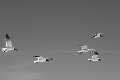 Seagulls flying against clear sky