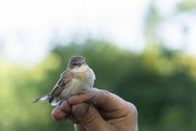 Close-up of hand holding bird