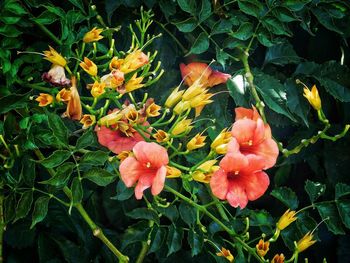 Orange flowers blooming outdoors