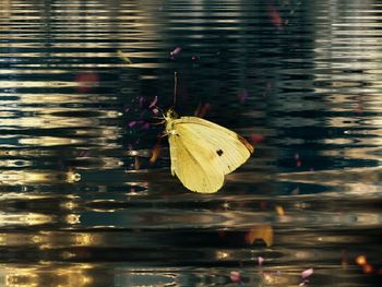 Close-up of butterfly on leaf in lake