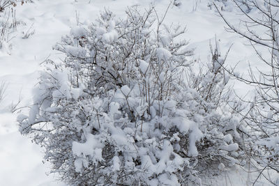 Close-up of snow covered plants on land
