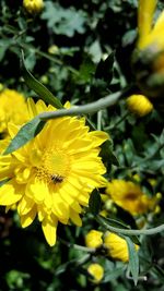 Close-up of yellow flower blooming outdoors