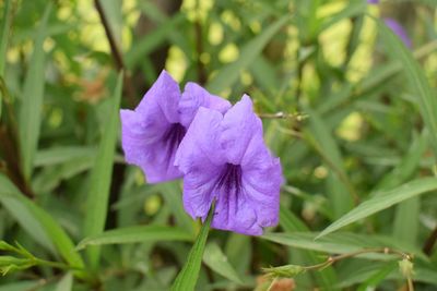Close-up of purple flowering plant