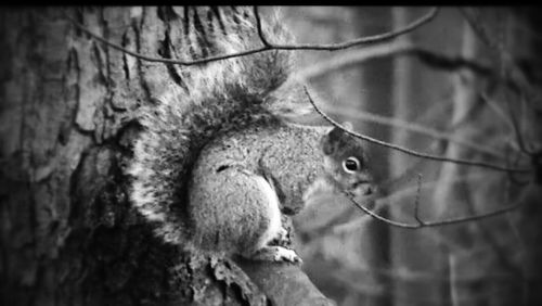 Close-up portrait of an animal