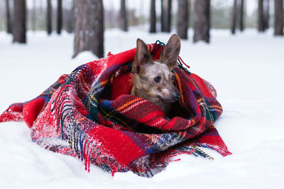 Little dog with big ears wrapped in red checkered plaid on a snow in winter forest.