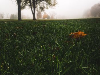 Scenic view of grassy field against sky