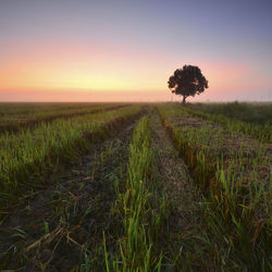 Scenic view of grassy field against clear sky at sunset