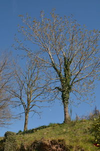 Low angle view of tree against clear sky