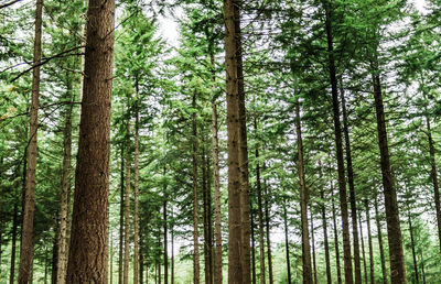 Low angle view of pine trees in forest