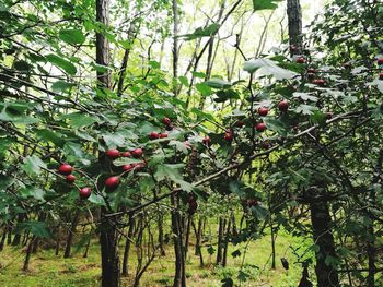 Red berries growing on tree