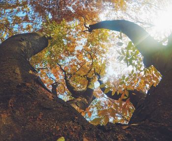 Close-up of tree during autumn