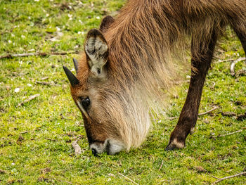 Close-up of waterbuck antelope grazing tranquilly in a natural setting
