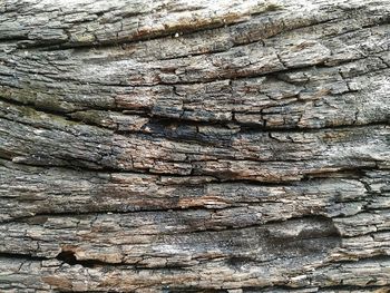 Full frame shot of tree trunk