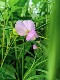 Close-up of purple flowering plant on field