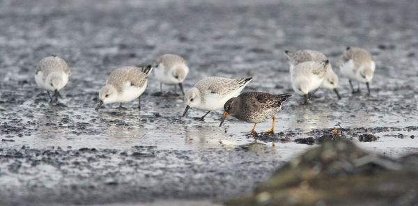 Close-up of sandpipers on shore