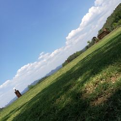 Scenic view of tree on field against sky