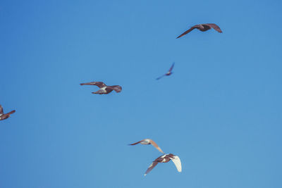 Birds flying with its wings opened during a sunny day