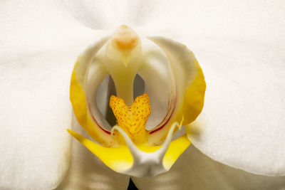 Macro shot of yellow orchid flower with soft focus. floral detail close up. fine art image.