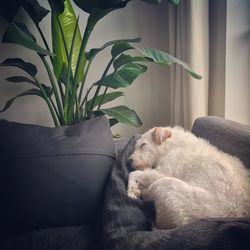 Cat sleeping in potted plant