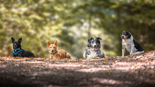 Portrait of dogs on land