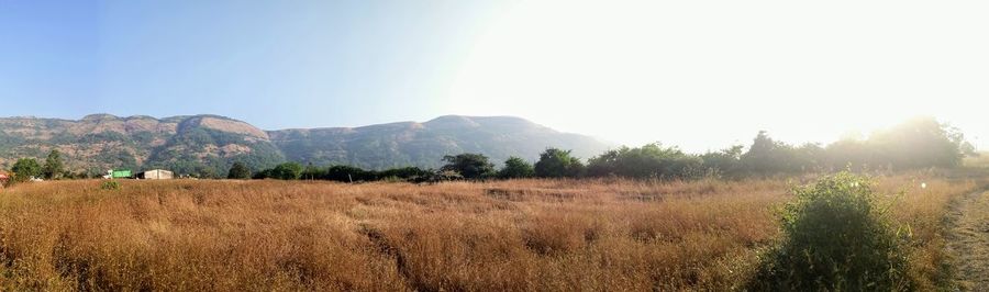 Scenic view of field against clear sky