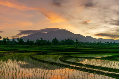 Photo of the sunrise in the mountains and rice fields in the morning in indonesia