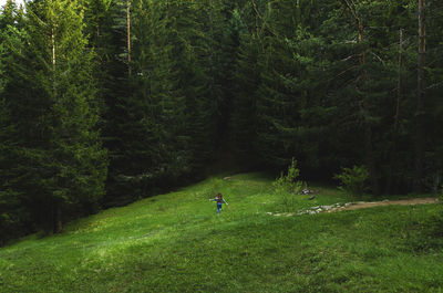 Trees growing on grassy field in forest