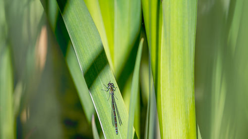 Close-up of insect on green grass