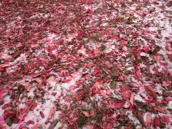 Full frame shot of red flowers