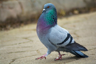 A male feral pigeon walking proud after female in courting period. 