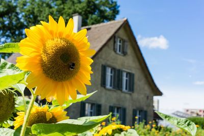 Close-up of sunflower against house