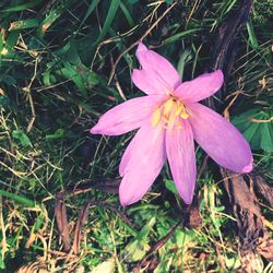 Close-up of pink flower