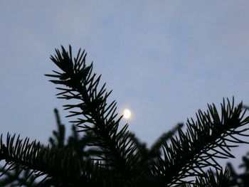 Low angle view of silhouette palm tree against sky