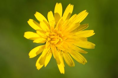 Close-up of yellow flower