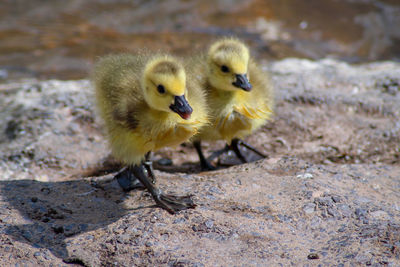 Close-up of goslings on land by lake 