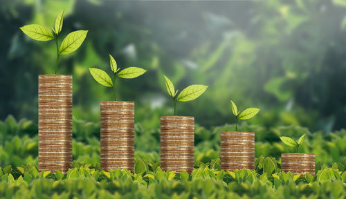 Close-up of coins on leaves against plants