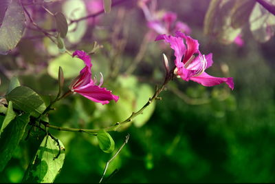 Close-up of pink flowering plant