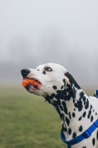 Close-up of dog carrying ball in mouth while standing on field during foggy weather