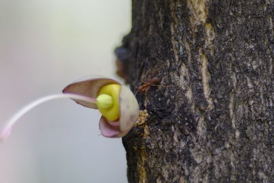 Close-up of a bird on tree trunk