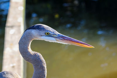 Close-up of a bird