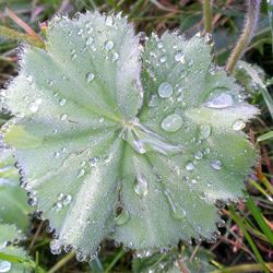 Close-up of water drops on flower