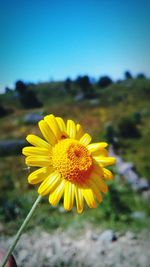 Close-up of daisy flowers