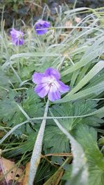 Close-up of purple flower blooming outdoors