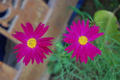 Close-up of pink flowering plants