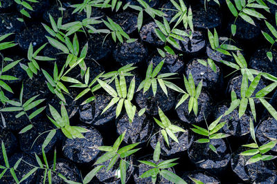 High angle view of plants growing on field