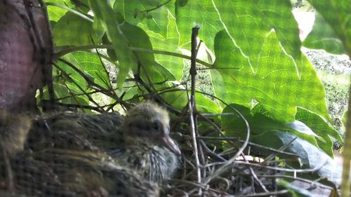 Plants on a tree trunk