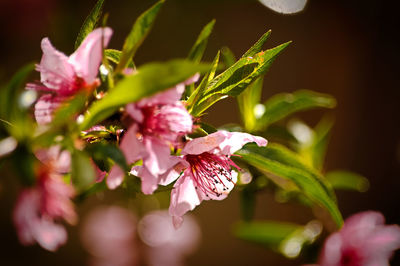 Close-up of pink flowers