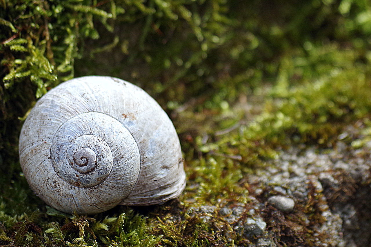 Schneckengehäuse