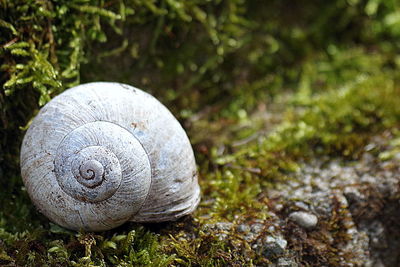 Close-up of snail on grassy field