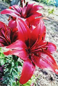 Close-up of red flower
